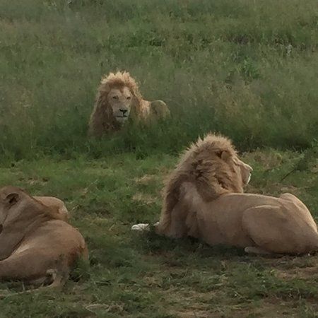 Lions Park